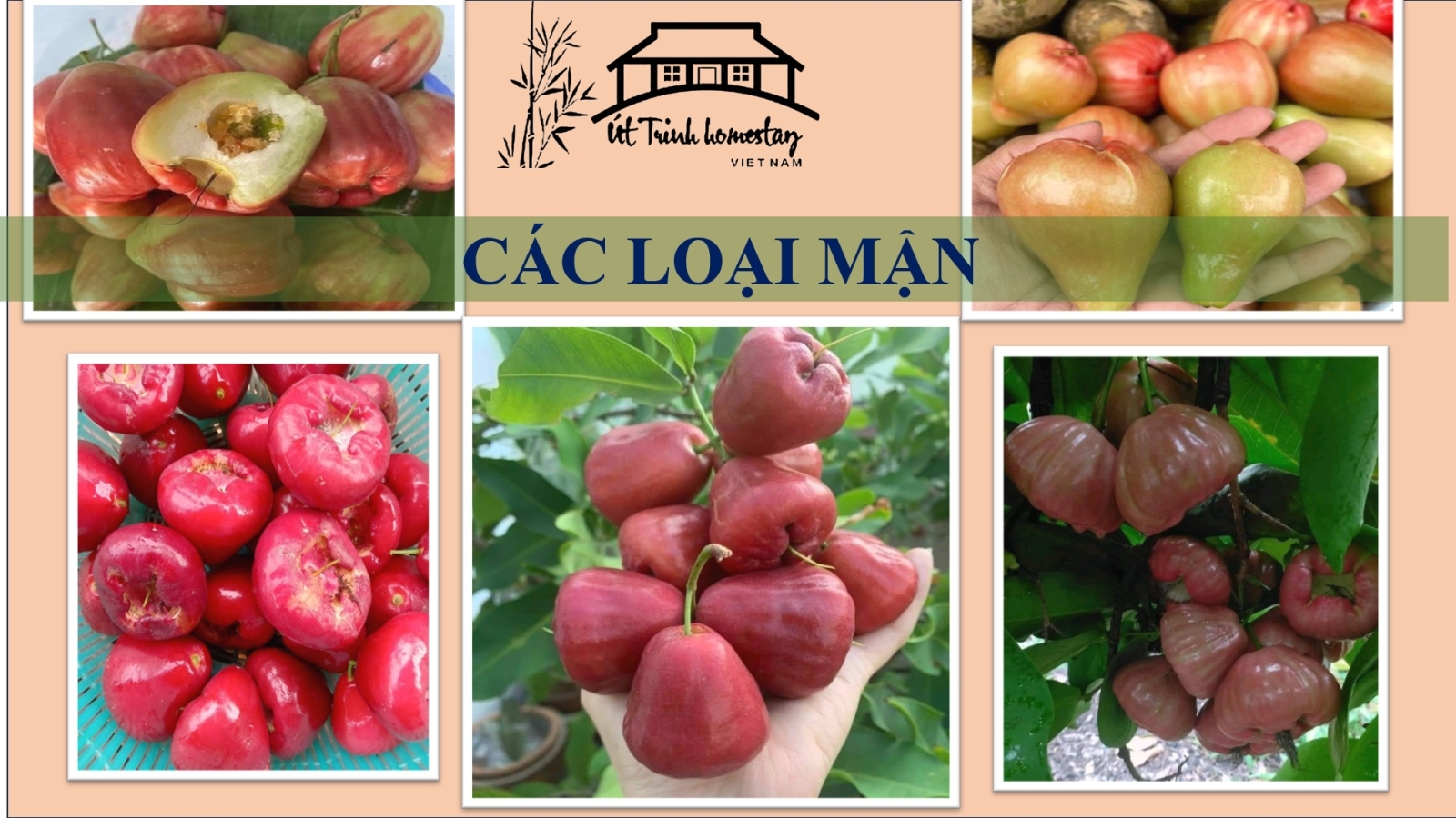 CÁC LOẠI MẬN