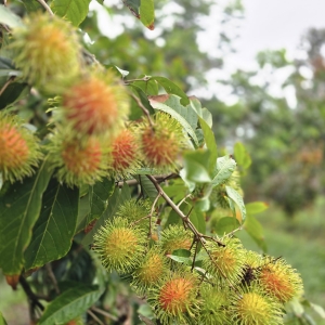 chom-chom-nha-ut-trinh-dang-chin-ro-moi-ca-nha-cung-vao-vuon-tham-quan-trai-nghiem-an-bao-bung-nhe